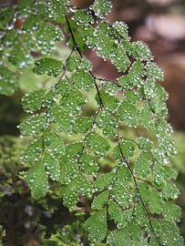Fern leaves with dew by Minimalistic Travel Photography by.Rieneke