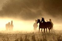 Chevaux dans la brume matinale