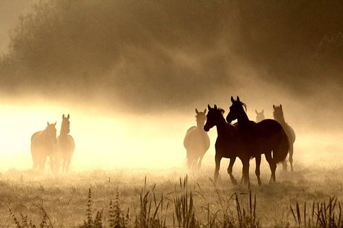 Horses in the morning mist