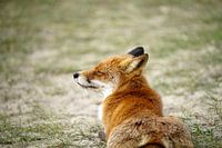 Sunbathing fox
