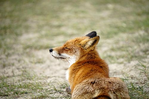 Sunbathing fox