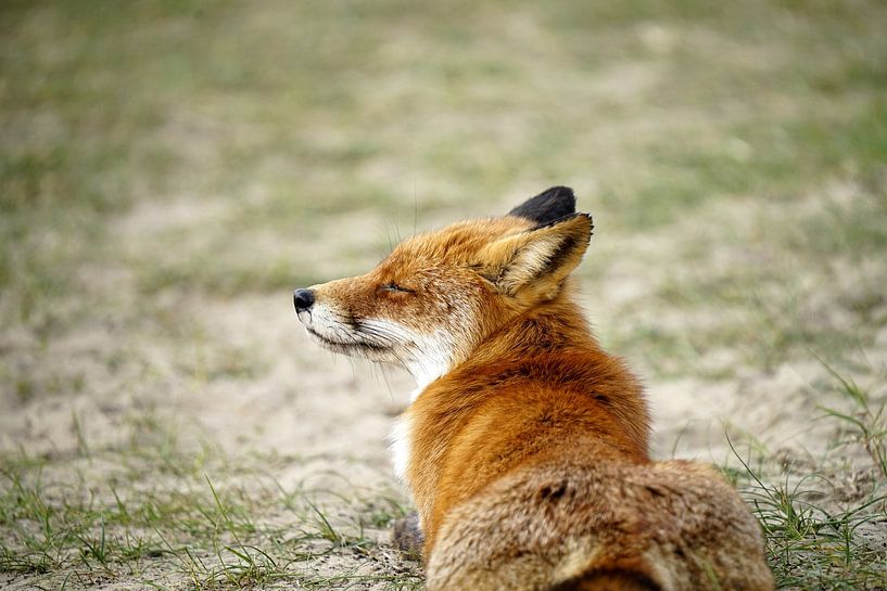 Sunbathing fox by Roebie's-Fotografie