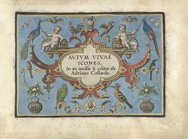 Title card for Avium vivae Icones by Adriaen Collaert, 1570 - 1616