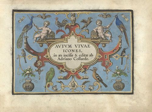 Titelprent voor Avium vivae Icones van Adriaen Collaert, 1570 - 1616