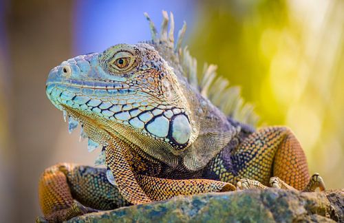 Schöner, farbenfroher karibischer Leguan auf Aruba