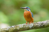 Kleurrijkste vogel van Nederland van Remco Van Daalen thumbnail