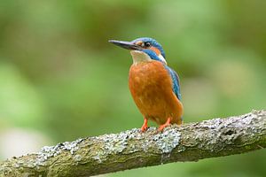 Der bunteste Vogel der Niederlande