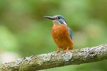 Kleurrijkste vogel van Nederland van Remco Van Daalen