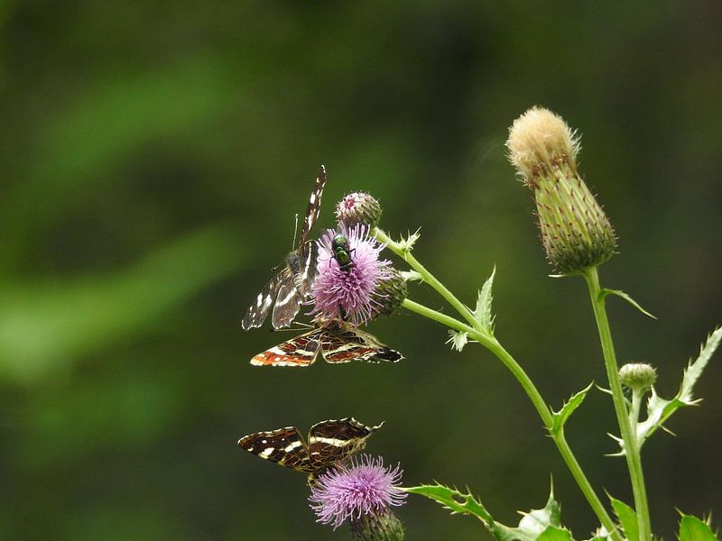 Vlinders op een distel (Friesland) landkaartje by Fotografie Sybrandy