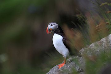 Atlantische papegaaiduiker of gewone papegaaiduiker, Fratercula arctica, Noorwegen van Frank Fichtmüller