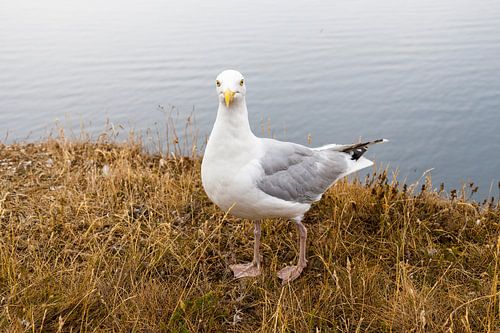 Hallo! Was machst du denn hier?