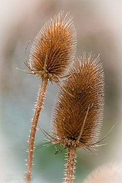 Jerusalem artichokes by Rob Jansen