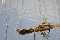 Large Emperor dragonfly