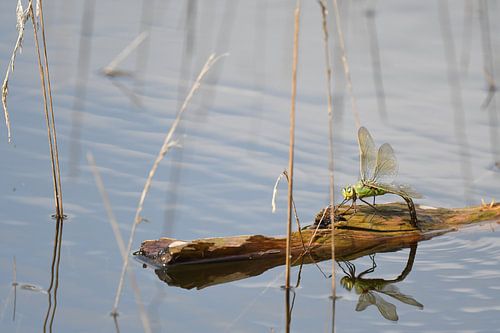 Grande libellule empereur sur Hans Ammerlaan