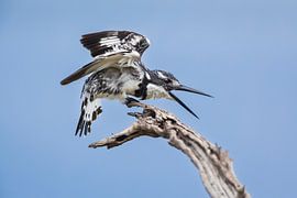 Graufischer auf Ast grüßt Weibchen von Chris Stenger