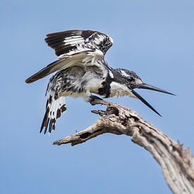 Graufischer auf Ast grüßt Weibchen von Chris Stenger