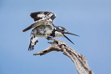 Le martin-pêcheur sur une branche salue la femelle sur Chris Stenger