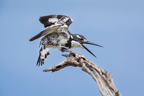 Bonte ijsvogel op tak begroet het vrouwtje van Chris Stenger