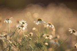 Kamille von Elke De Proost