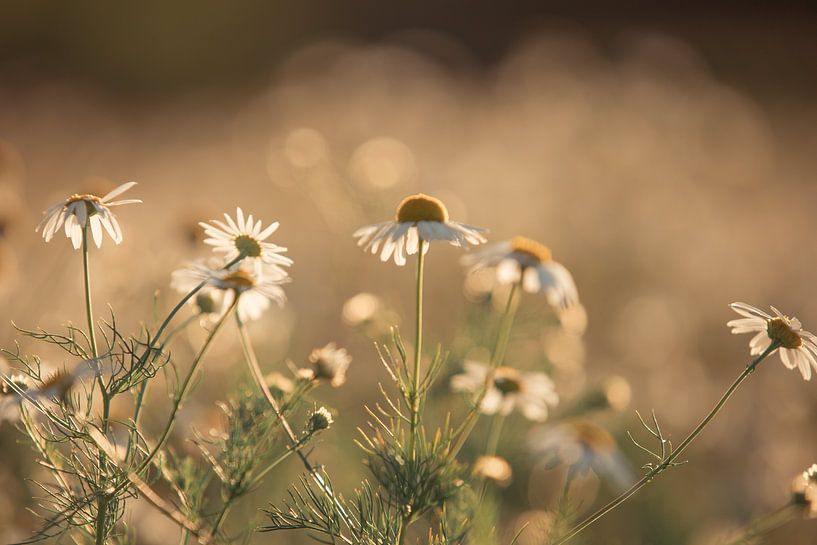 chamomile by Elke De Proost