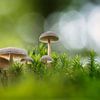 Mushroom Family by Bart Hendrix