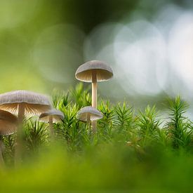 Mushroom Family van Bart Hendrix