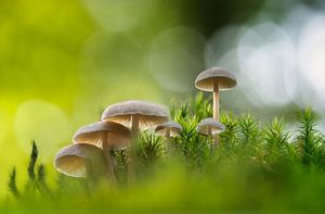 Mushroom Family van Bart Hendrix