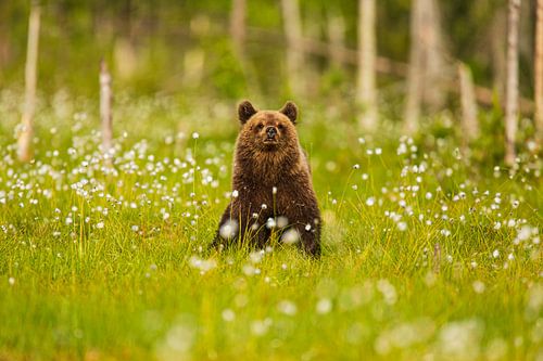 Zittende jonge Bruine beer