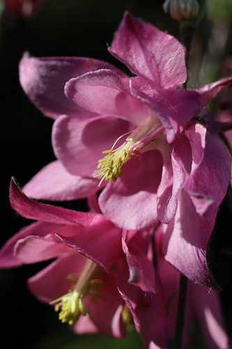 Tiefrosa Aquilegia-Blüten