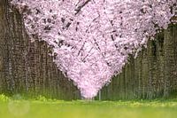 Cerisiers en fleurs au printemps