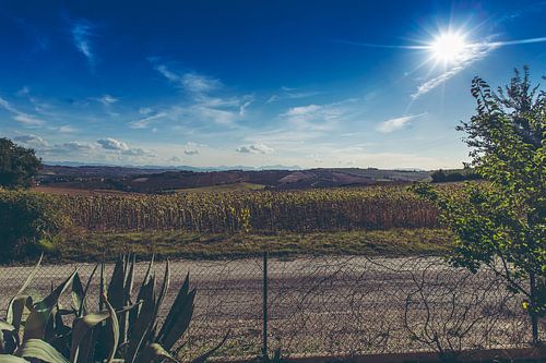 Uitgebloeide zonnebloemen