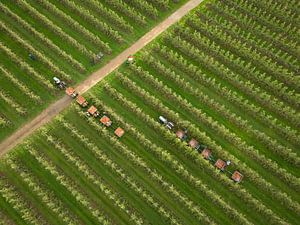 Pflückwagen in der Obstplantage