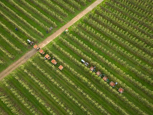 Plukkarretjes tussen de fruitboomgaard