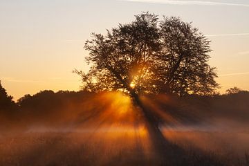 Lonely beech tree by Sven-Erik Arndt