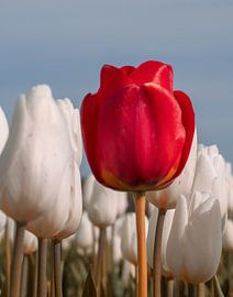 eminent red tulip by peter remmers