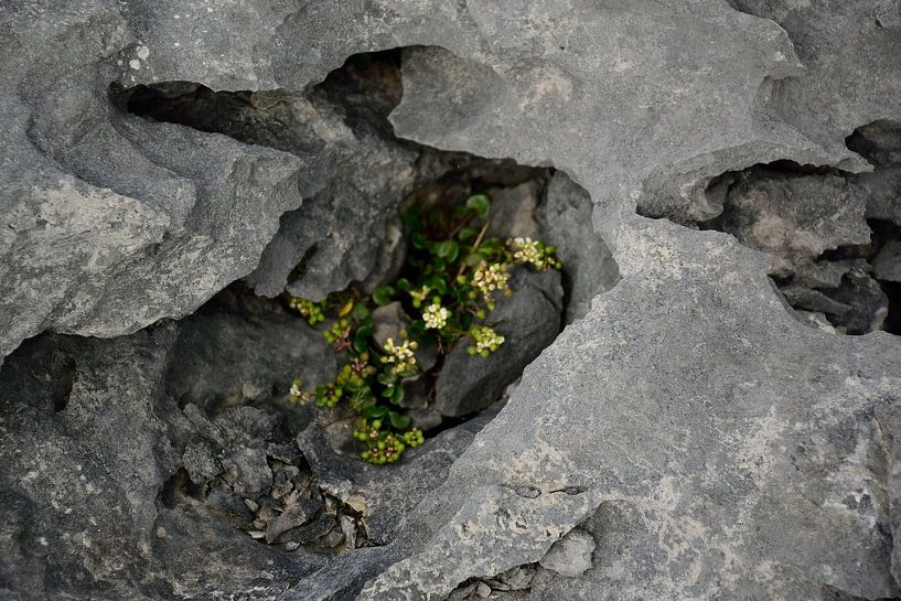 Life finding its way by Frank's Awesome Travels