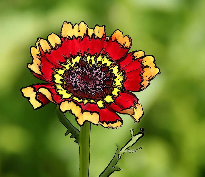 Chénopodiacée par Jose Lok