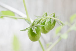 Petites tomates dans un pot de jardin sur Evelien Bauwens