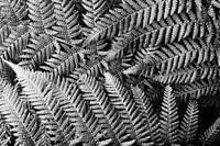 Silver Fern