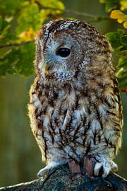 A tawny owl in the forest