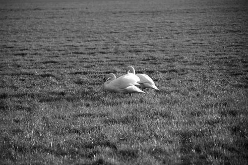 Twee zwanen op een weiland in Emsland