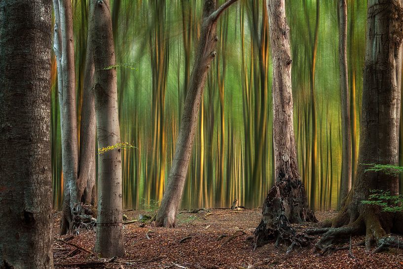 A Magical Forest by Elly Besselink