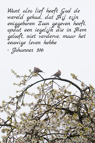Johannes 3:16 mit 2 Tauben auf einem blühenden Baum