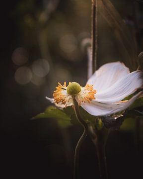 Still beautiful white flower dark & moody van Sandra Hazes