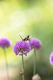 Schmetterling im Garten von Tessa in Focus