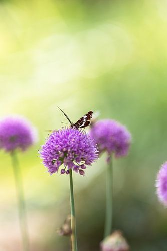 Vlinder in de tuin van Tessa in Focus
