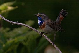 Blaukehlchen im Wald von Gersom Barendregt