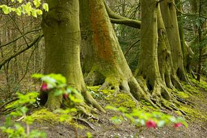 Lente in het bos sur Michel van Kooten