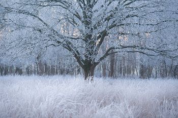 Winterszenen in den Wäldern von Gaste Oudemolen