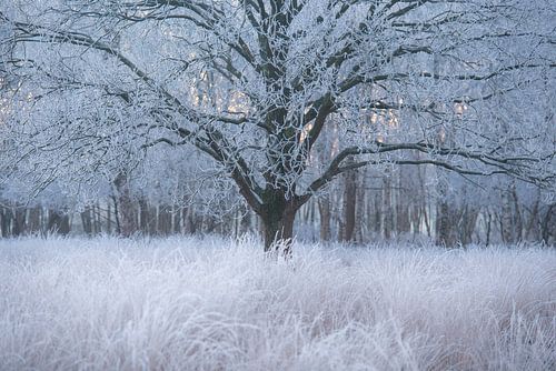 Winter en rijp op de bomen bij Oudemolen in Drenthe
